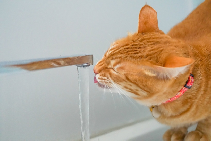 犬や猫のペットに飲ませる水は、水素水の中でも還元水素水にこだわって！