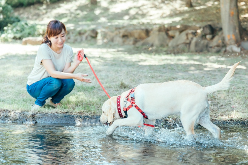 犬猫のペットも身体に作用する水素水の効果は人と同じ！